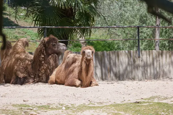 İki deve kumlu zeminde dinleniyor, vahşi yaşam parkında güneşin tadını çıkarıyor. Etrafları yeşilliklerle çevriliyken, huzur içinde dinlenirken uzun saçlarını sergiliyorlar..