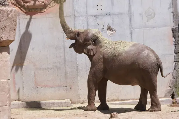 Büyük bir fil yaban hayatı parkında gövdesini kullanarak yukarıdaki nesnelerle çarpışır. Güneşli öğleden sonra neşeli bir atmosfer yaratır, manzaranın güzelliğini arttırır..