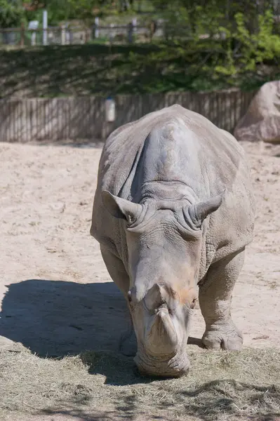 Yalnız bir gergedan, sıcak güneş ışığının tadını çıkararak koruma altındaki bir bölgede çimlerin üzerinde otlarken görülüyor. Kumlu zemin ve nazik yeşillik bu görkemli hayvan için sakin bir zemin sağlar..
