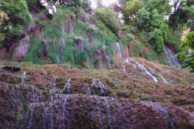 Yumuşak şelaleler, sakin bir orman ortamında sabah saatlerinde sık ağaçlarla çevrili canlı, çimenli bir yamaçtan aşağı süzülür..