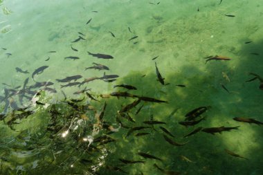Temiz su, parlak güneş ışığı altında sakin ve doğal bir çevreyle çevrili tatlı su gölünde zarifçe yüzen canlı bir balık sürüsünü ortaya çıkarır..