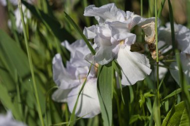 Bahçedeki yemyeşil çimlerin arasında açan narin beyaz çiçekler, parlak güneş ışığı altında bahar güzelliğinin özünü yakalıyorlar..