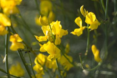 Parlak sarı çiçek kümeleri, güneşli bir çayırda yeşil gövdeler arasında gelişerek baharda doğanın güzelliğini gözler önüne seriyor. Sahne, açık havada canlı ve renkli bir anı yakalıyor..