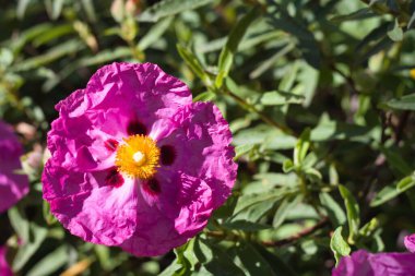 Büyüleyici pembe bir çiçek yeşil yapraklarla dolu bir bahçede göze çarpıyor. Çiçeğin eşsiz dokusu ve canlı rengi parlak güneş ışığına dikkat çeker..