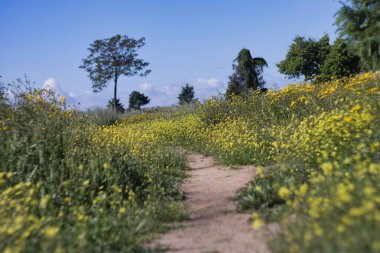 Dolambaçlı bir toprak yol, berrak mavi gökyüzünün altındaki canlı kır çiçeklerini kesiyor. Yeşillik ve renkli çiçekler bu doğal ortamda sakin bir atmosfer yaratır..