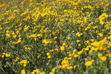 Canlı bir tarla, güneşli bir bahar gününde açık mavi bir gökyüzünün altında rüzgarda sallanan sayısız sarı kır çiçekleri ile doludur. Neşeli ve huzurlu bir atmosfer yaratır..