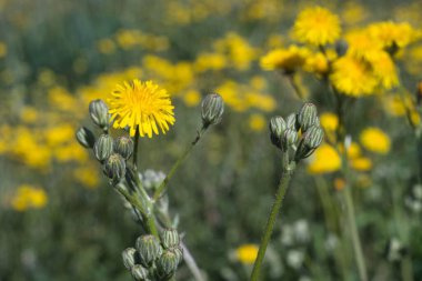 Canlı kır çiçekleri baharda açık mavi bir gökyüzünün altında yemyeşil bir çayırı doldurur. Parlak sarı çiçekler yeşil tomurcukların arasında dururlar, doğanın renkli paletini kutlarlar..