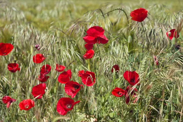 Parlak kırmızı gelincikler, açık mavi gökyüzünün altında sallanan yeşil çimlerin arasında göze çarpar. Bu canlı bahar manzarası doğanın güzelliğini ve tazeliğini gösteriyor..