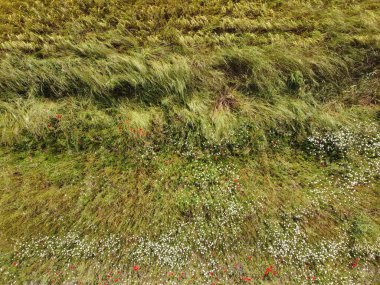 Yamaçtaki yemyeşil otlar kırmızı ve beyaz çiçeklerle bezenmiş renkli kır çiçekleriyle kaplıdır. Parlak güneş ışığı doğanın canlı renklerini güçlendirir ve barışçıl bir atmosfer yaratır..
