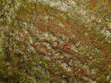 Kırmızının ve beyazın canlı tonlarında renkli çiçeklerle dolu bir çayırın çarpıcı manzarası..