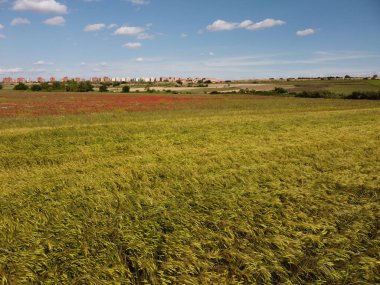 Bereketli yeşil çimenler rüzgarda hafifçe sallanırken canlı kırmızı çiçekler, açık mavi bir gökyüzü altında, yakındaki bir şehrin arka planında çiçek açıyor..