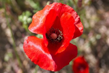 Canlı kırmızı bir gelincik çiçeği, narin taç yapraklarını ve karmaşık merkezini gözler önüne seriyor. Etrafı yeşilliklerle çevrili, güneşli bir günde doğanın güzelliğini yakalar..