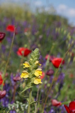 Sarı, kırmızı ve mor renkli kır çiçekleri güneşli bir bahçede sergilenir. Arılar ve kelebekler çiçekler arasında çırpınarak canlı bir atmosfer yaratırlar..