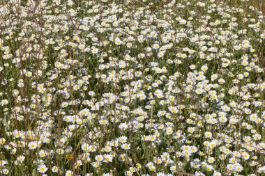 Çiçek açan papatyalarla dolu uçsuz bucaksız bir alan ilkbaharda çarpıcı bir manzara yaratır. Parlak beyaz yapraklar ve güneşli sarı merkezler sıcak güneş ışığında gelişerek tozlaştırıcıları çeker..
