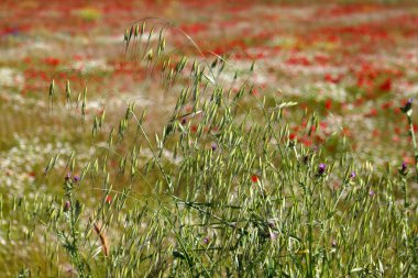 Resmedilmeye değer bir çayırda, uzun yeşil çimenler rüzgarda hafifçe dans eder kırmızı ve beyaz renkli kır çiçeklerinin canlı bir gösterisiyle birlikte. Bahar güneşi dingin atmosferi güçlendirir.