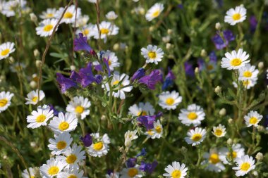 Canlı bir kır çiçeği çayırı, açık mavi bahar gökyüzü altında beyaz papatyalar ve parlak mor çiçekler sergiliyor. Sahne renkli doğayla dolu..