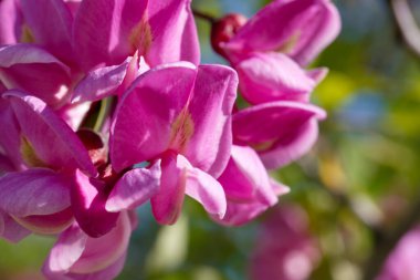 Narin pembe çiçekler dallarda yemyeşil yapraklardan oluşan bir zemin üzerinde gelişerek baharın canlılığını sergiliyor. Güneş ışığı onların doğal güzelliklerini vurgular.