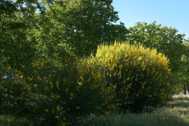 Parlak sarı çiçekler, açık mavi gökyüzünün altında, yoğun yeşil ağaçların arasında gün boyunca huzurlu bir ortamda doğanın güzelliğini gözler önüne seriyor..