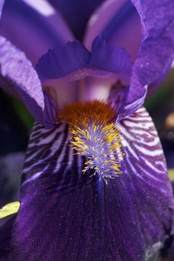 Çarpıcı bir yakın çekim, mor bir iris çiçeğinin eşsiz dokularını ve canlı renklerini yakalar. Karmaşık desenler ve renkler bahar boyunca doğanın güzelliğini vurgular, hayranlık uyandırır..