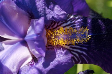 Mor bir iris çiçeğinin taç yaprakları çarpıcı desenleri ve dokuları ortaya çıkarırken, sarı sarı erkek organları koyu mor renklerle çelişiyor. Bu doğal güzellik baharda bir bahçede yakalanır..