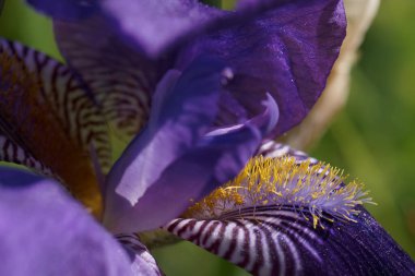 Mor bir iris çiçeğinin yakından bakınca çarpıcı taç yaprakları ve hassas yapısı ortaya çıkıyor. Bu canlı çiçek güneşli bir bahçede büyür, ilkbaharda doğanın güzelliğini kutlar..