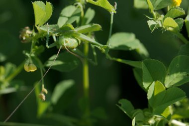Yeşil bir çekirge, çeşitli bitkiler arasında canlı yeşil yapraklara tünemiş, hayat ve renk dolu bir bahçede güneşli bir öğleden sonranın tadını çıkarıyor..