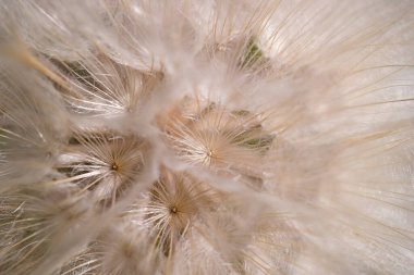 Karahindiba tütsüsü topunun narin tohumları, yumuşak bir zemine karşı karmaşık yapılarını vurgulayarak gün ışığında rüzgârın dağılmasına hazır bir şekilde yakından çekilir..