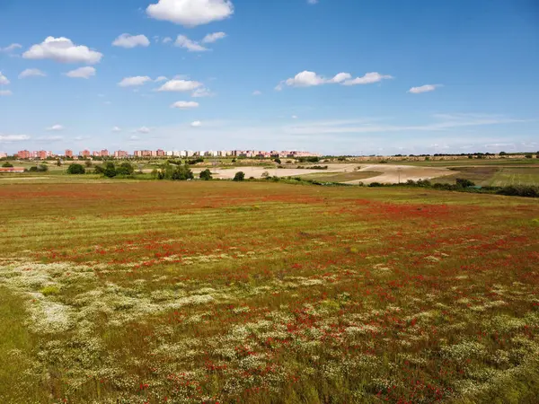 Kırmızılar ve beyazlar tarafından domine edilmiş canlı kır çiçekleriyle dolu geniş bir tarla, parlak mavi bir gökyüzünün altında ufukta görünen uzak binalar var..