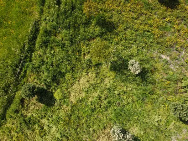 Parlak güneş ışığı altında çeşitli bitki örtülerinin ve küçük ağaçların bulunduğu yemyeşil bir bölgenin havadan görünüşü. Sahne öğleden sonra doğanın güzelliğini yakalıyor, canlı renkler sergiliyor..