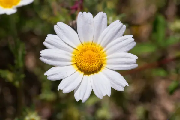 Canlı bir beyaz papatya, neşeli sarı bir merkezi çevreleyen hassas yaprakları parlak güneş ışığı altında yemyeşil bir çayırda serpiyor ve baharın gelişini işaret ediyor..