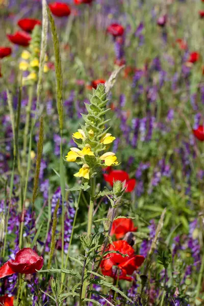 Bir dizi yabani çiçek, açık mavi bir günde açık mavi gökyüzünün altında kırmızı ve mor çiçek kümeleriyle çevrili, çarpıcı sarı çiçekleri gösteren bir çayırı kaplar..