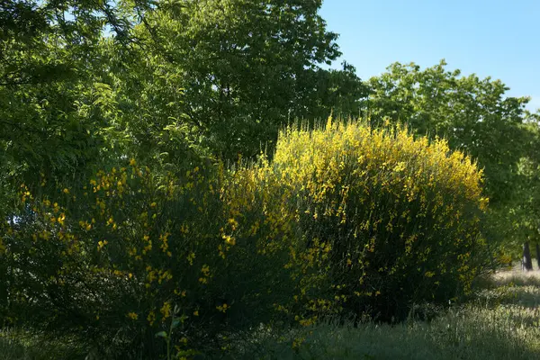 Parlak sarı çiçekler, açık mavi gökyüzünün altında, yoğun yeşil ağaçların arasında gün boyunca huzurlu bir ortamda doğanın güzelliğini gözler önüne seriyor..