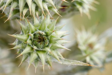 Keskin dikenli parlak yeşil bitki kapsülleri bulanık arka planda bir araya toplanır. Bu yakın çekim bahar mevsiminde doğanın karmaşık detaylarını gözler önüne seriyor..