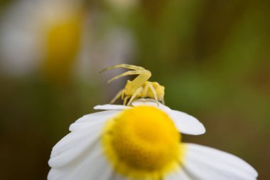 Sarı merkezli beyaz bir çiçeğin taç yaprağına uzun bacaklı küçük sarı bir örümcek tünemiştir. Arkaplan gün boyunca doğal bir çevreyi gösteren yumuşak, bulanık renkler içeriyor.