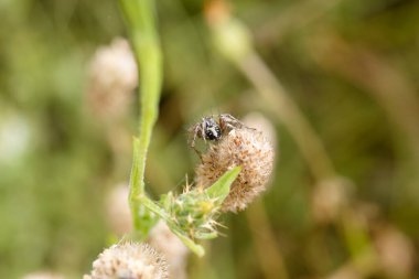 Bir örümcek, parlak güneş ışığı altında yemyeşil bir bahçede tüylü bir çiçek sapının üzerinde dinlenirken görülüyor. Bitki kompozisyona doku eklerken canlı yeşiller onun karmaşık detaylarını vurguluyor..