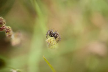 Siyah bir örümceğin doğal ortamında yeşil bir bitkinin üzerinde dinlendiği görülüyor. Güneş ışığı yaprakların arasından süzülür, örümceği ve çevresindeki bitkileri vurgular..