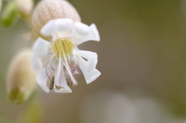 Yakın plan, bahar aylarında yemyeşil bir ortamda yumuşak ve bulanık bir zemin üzerine kurulmuş, karmaşık taç yaprakları ve görülebilir erkek organlarıyla narin beyaz bir çiçeği ortaya çıkarır..