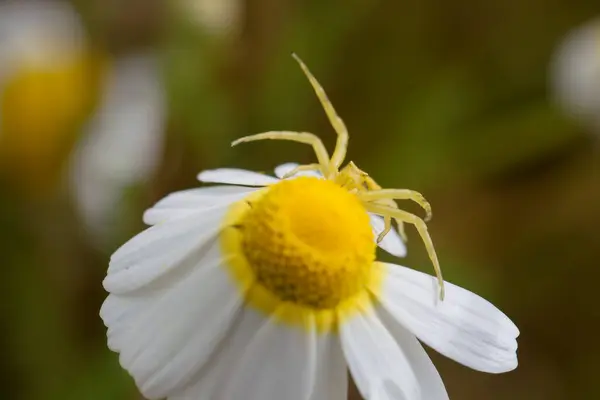 Solgun bir örümcek, sarı bir merkezi olan beyaz bir papatyanın üzerinde sakince yatar. Çiçek yemyeşil bir bahçede duruyor. Parlak gün ışığıyla aydınlatılıyor. Karmaşık detaylar gösteriyor..