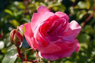 Canlı pembe bir gül tamamen çiçek açmış ve güneş ışığını yakalayan hassas taç yapraklarını sergiliyor. Bahçedeki baharın güzelliğini gösteren daha küçük bir tomurcuk yakınlarda oturuyor..