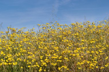 Baharda açık mavi bir gökyüzünün altında parlak sarı çiçeklerle dolu bir tarla gelişir. Titreşimli çiçekler meltemde hafifçe dans eder. Resmedilmeye değer doğal bir manzara yaratır..