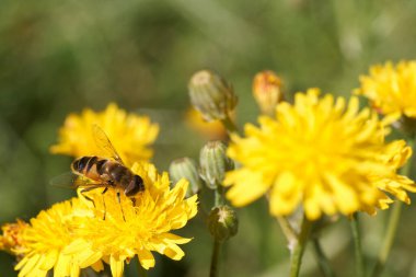 Bir arı açık mavi gökyüzünün altında parlak sarı kır çiçeklerinden nektar toplar. Sahne, doğadaki tozlaştırıcıların önemini gösteren ilkbaharın özünü yakalıyor..