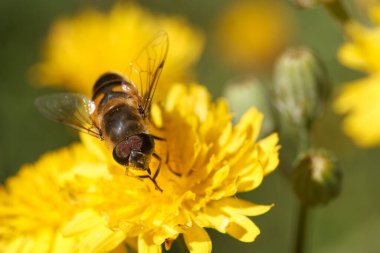Bir arı açık mavi gökyüzünün altındaki bir bahçede parlak sarı çiçeklerden polen toplamakla meşgul. Sahne, arıların karmaşık detaylarını ve renkli çiçeklerini gözler önüne seriyor..