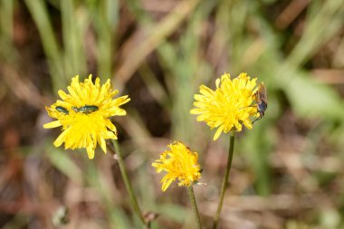 Parlak sarı kır çiçekleri, güneşli bir günde, açık gökyüzünün altındaki çiçeklere tünemiş böceklerin detaylarını gösteren yeşil bir tarlada dimdik dururlar..
