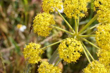 Tozlaşma için çeşitli böcekleri çeken parlak sarı çiçek kümesi gelişir. Sahne, doğanın güneşli, yeşil bir çevredeki güzelliğini yakalar..