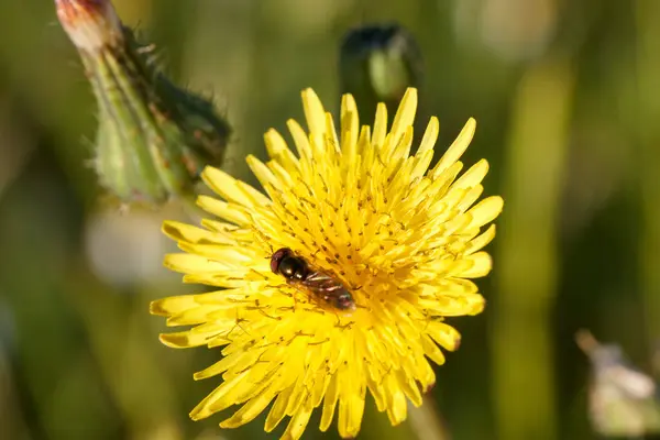 Bir arı, yemyeşil bir alanda polen toplamak için parlak sarı bir çiçeğe konar. Güneş doğada parlıyor, bahar boyunca doğanın güzelliğini vurguluyor..