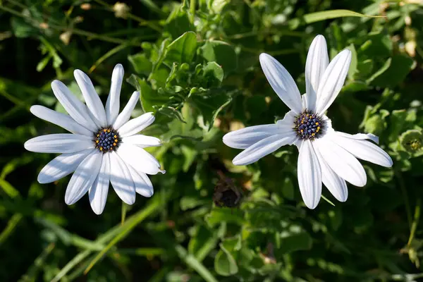 Önde gelen sarı merkezli iki narin papatya çiçeği bahar zamanı canlı bir çayırda yemyeşil yaprakların arasında çiçek açıyor. Güneş ışığı tazeliklerini arttırır..
