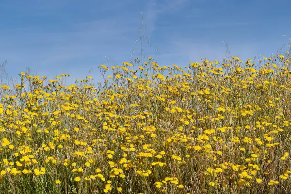 Baharda açık mavi bir gökyüzünün altında parlak sarı çiçeklerle dolu bir tarla gelişir. Titreşimli çiçekler meltemde hafifçe dans eder. Resmedilmeye değer doğal bir manzara yaratır..