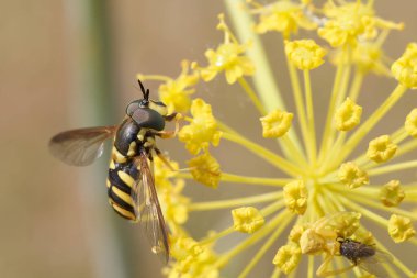 Ayırt edici siyah ve sarı çizgili bir arı canlı bir bahçedeki parlak sarı çiçeklerden nektar toplar. Sıcak güneş ışığı sahnenin renklerini güçlendirir, bahara hayat getirir..