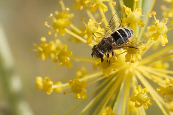 Bir arı güneşli bir bahar günü verimli bir bahçede parlak sarı çiçeklerden polen toplamakla meşgul. Canlı renkler doğanın güzelliğini yansıtıyor..