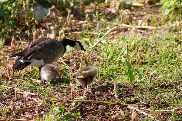 Bir anne kaz, güneşli bir günde iki yavrunun doğal ortamlarında yem aramasını yakından izler. Zemin taze yeşillik ve yumuşak toprakla kaplı, doğanın neşesini vurguluyor..